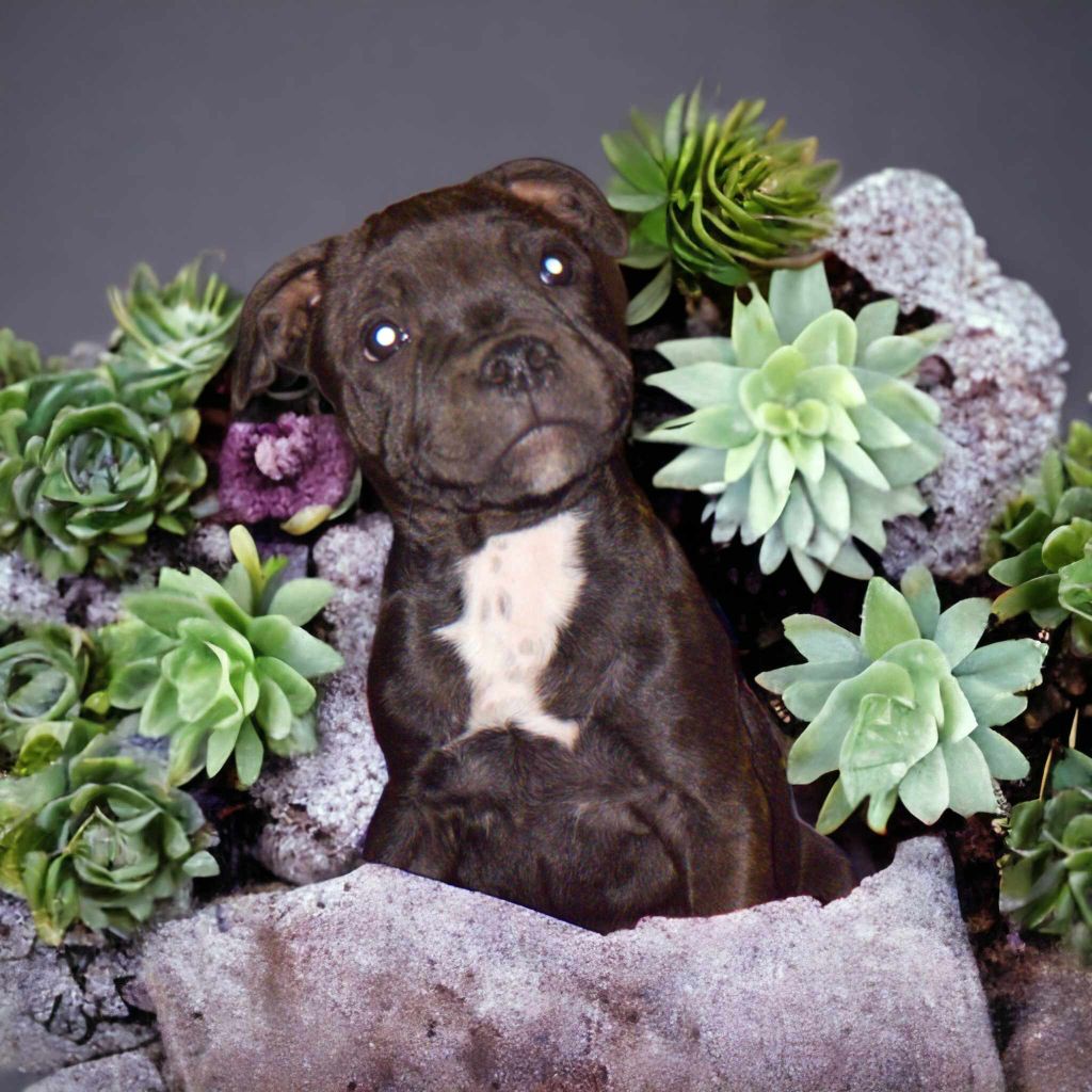 Solfarino Family - Chiot disponible  - Staffordshire Bull Terrier