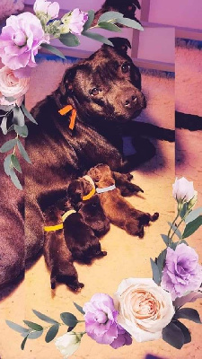 Solfarino Family - Staffordshire Bull Terrier - Portée née le 22/04/2023